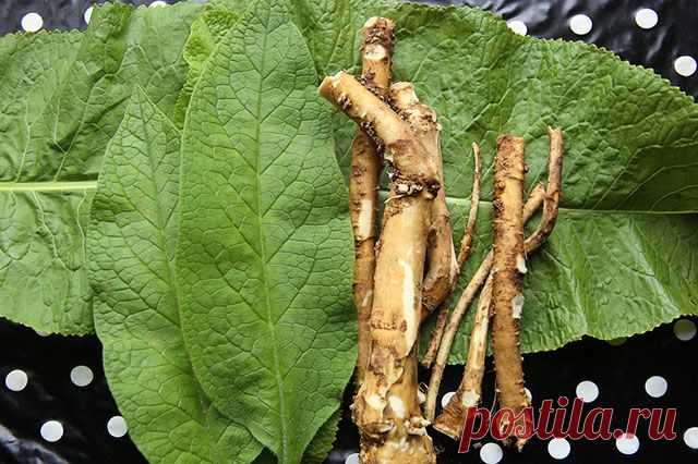 ОБРАЗЦОВЫЙ ХРЕН: КАК ПОЛУЧИТЬ ВКУСНЫЕ КОРЕШКИ?  


 
 



Этот овощ противоречив, как и его название. Растёт сам по себе, зато старается захватить огород, а вместо сочных корней даёт нечто корявое и жёсткое. Секрет прост: все эти проблемы возникаю…