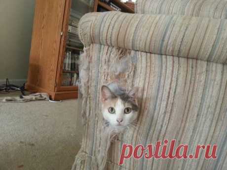 18 животных, которые не ждали, что хозяин придет так рано