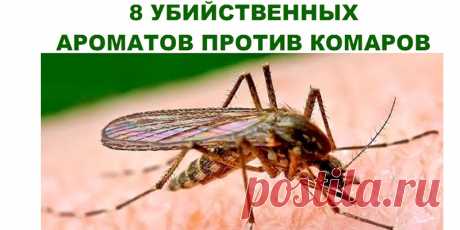 8 УБИЙСТВЕННЫХ АРОМАТОВ ПРОТИВ КОМАРОВ | Полезные советы!