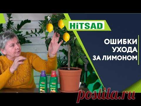 Ошибки При Выращивание Лимона дома ✔️  комнатный лимон из косточки