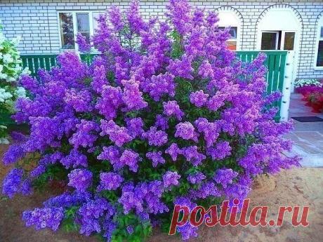 Карликовая персидская сирень. Одноклассники