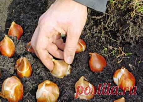 (+1) тема - Посадка тюльпанов осенью | 6 соток
