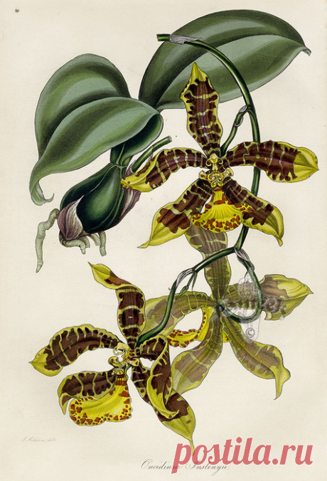 Paxton Magazine Botany Orchids 1834. Цветочные иллюстрации - орхидеи.