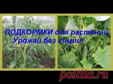 ПОДКОРМКИ для растений. Урожай без химии!