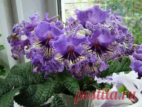 "Цветы- радость жизни"