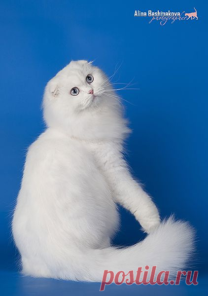 SGCA  SCOTTISHTOWN KLARIS ANGEL EYES