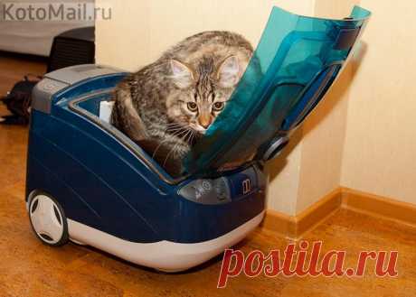 Довольно удобная вещь пылесос