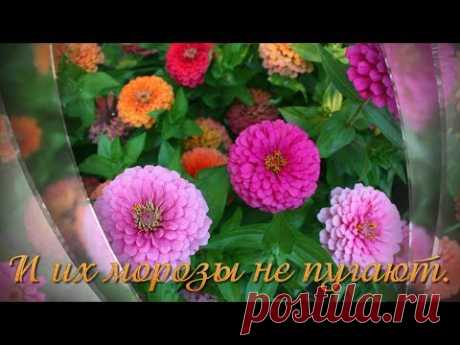 ОСЕННИЕ ЦВЕТЫ ВАМ В ПОДАРОК! - YouTube