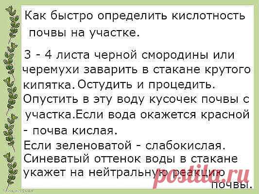 (15) ЯГОДКА