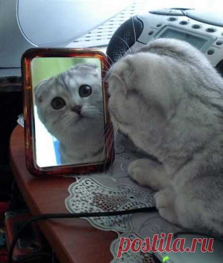 Оттенки удивления в животном мире