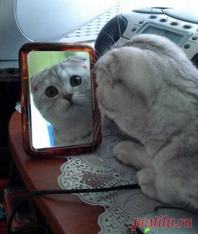 Оттенки удивления в животном мире