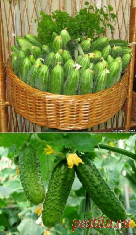Огуречные секреты для хорошего урожая - Огород - Каталог статей - Садовник
