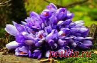 Чудесный напиток, который восстанавливает ваше зрение