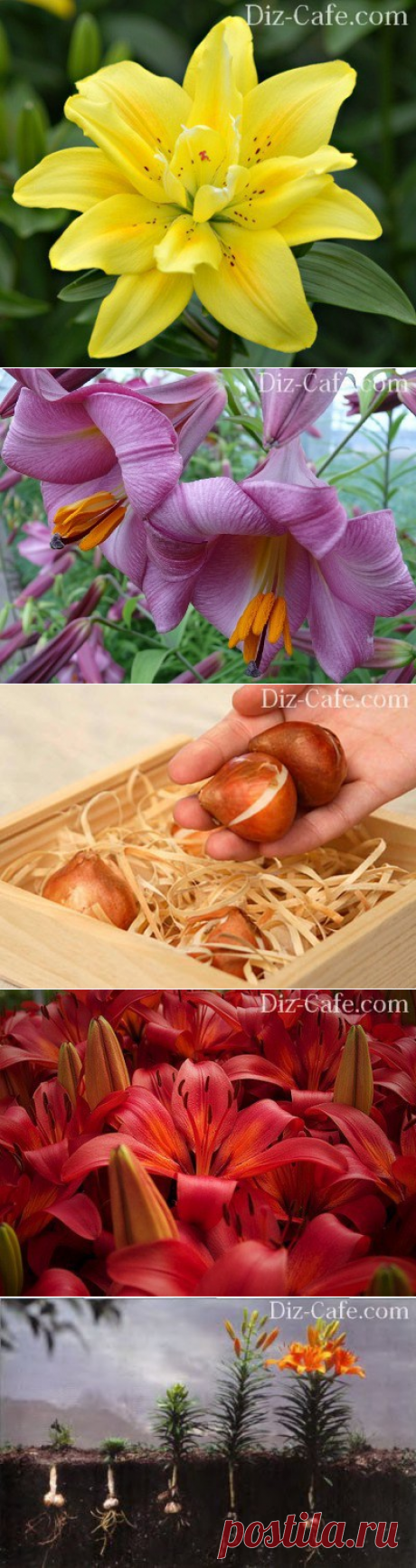 Посадка лилий весной в грунт: рекомендации опытных садовов