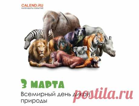 День дикой природы —
Особенный праздник,
Ведь каждый из нас —
Очень важный участник.