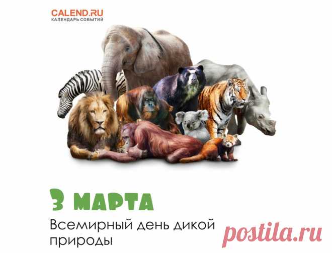 День дикой природы —
Особенный праздник,
Ведь каждый из нас —
Очень важный участник.
