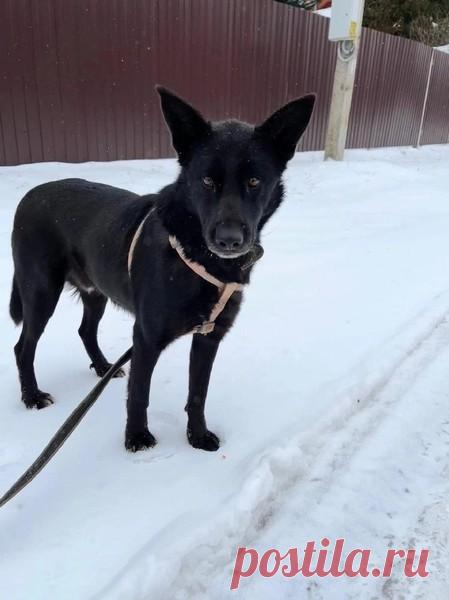 Блэк- самая прекрасная собака на свете в добрые руки! МСК и МО – Животные ищут дом, пользователь Юлия Бельская | Группы Мой Мир