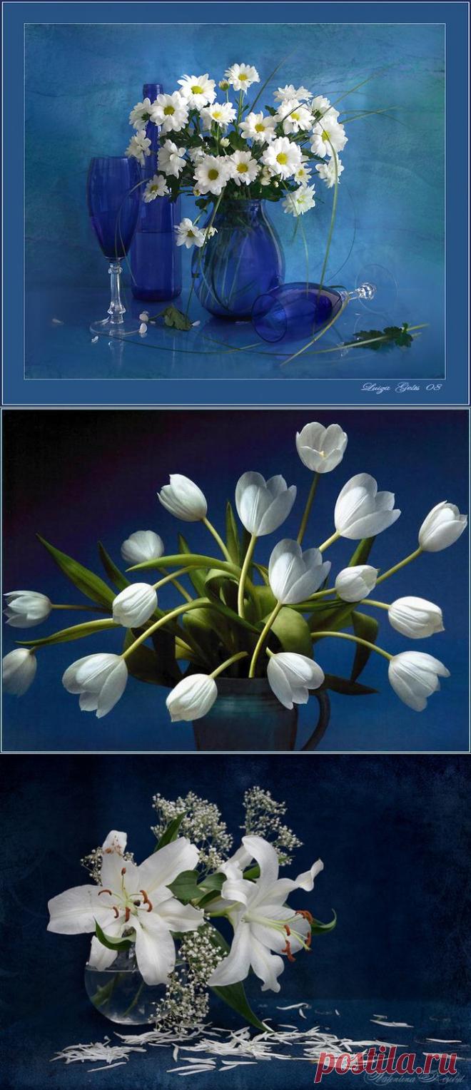 Белые цветы на синем фоне.