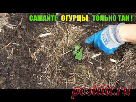 НЕ САЖАЙТЕ ОГУРЦЫ ПОКА НЕ ПОСМОТРИТЕ ЭТО ВИДЕО!ОГУРЦАМИ БУДЕТЕ ЗАВАЛЕНЫ!