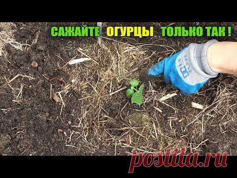 НЕ САЖАЙТЕ ОГУРЦЫ ПОКА НЕ ПОСМОТРИТЕ ЭТО ВИДЕО!ОГУРЦАМИ БУДЕТЕ ЗАВАЛЕНЫ!