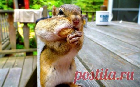 Новые фотографии милые и смешные животные.