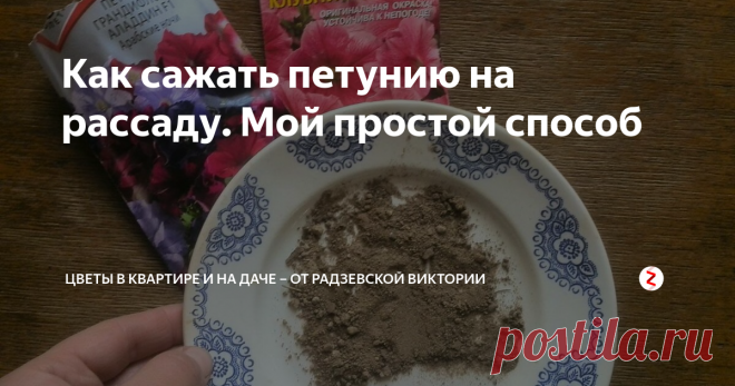 Как сажать петунию на рассаду. Мой простой способ Петуния очень красивое растение, которое цветет разнообразными бутонами до самых осенних заморозков. Петунию очень сложно сажать на рассаду из-за маленьких семян. Но у меня есть простой способ посева петунии. Подробнее расскажу о данном способе посадки одних из любимых моих цветов.
