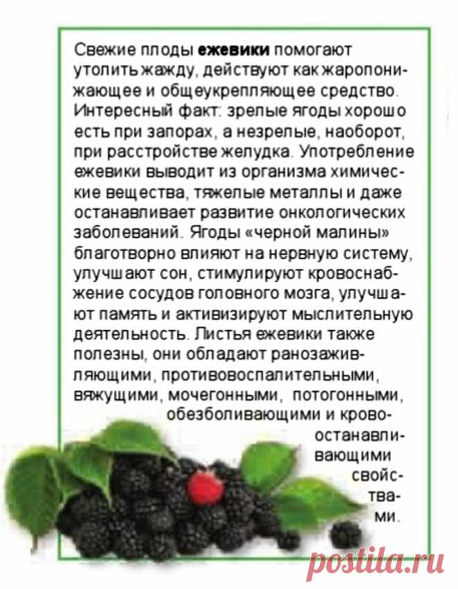Ежевика - лечебные свойства