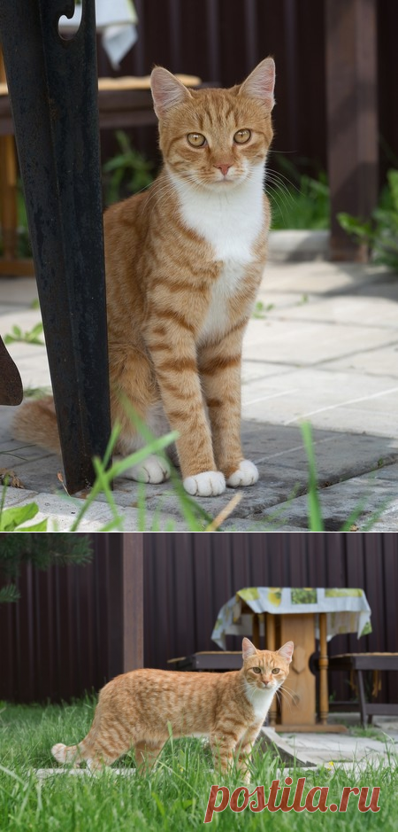 Котик Рыжик в добрые руки. Москва – "ЗВЕЗДЫ В ЗАЩИТУ ЖИВОТНЫХ", пользователь Galina Panina | Группы Мой Мир