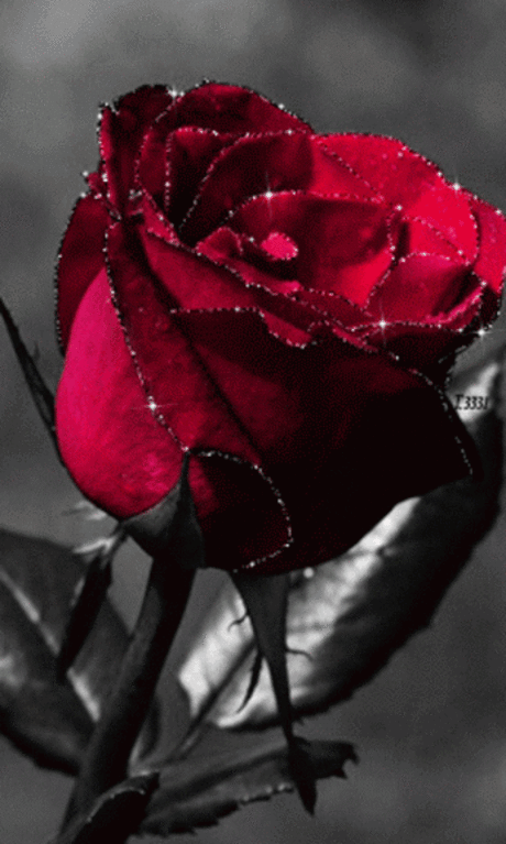 hans-jur:
“For you !
”