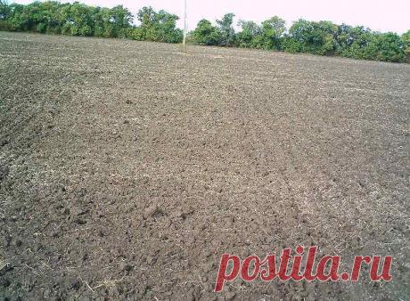 Озимый дневник: веб-камера №3 (обновлен 28 ноября): Веб-камера №3 наблюдает за полем крестьянско-фермерского хозяйства С.Н. Дубинкина, на котором 13 октября была посеяна озимая пшеница сорта "Таня" (первой репродукции)