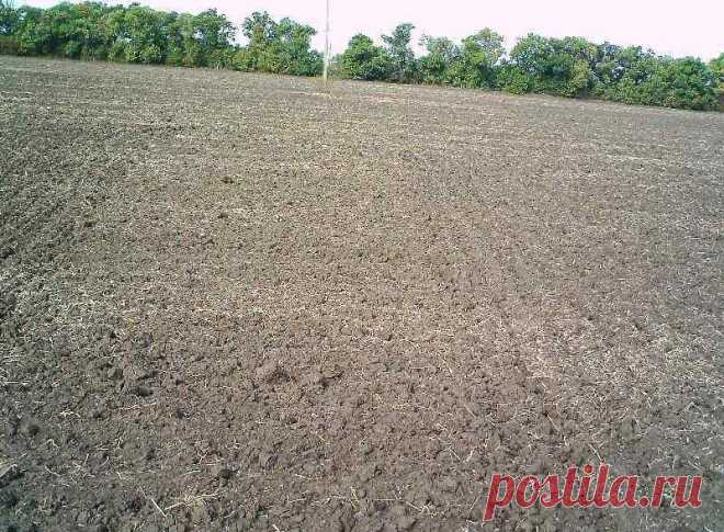 Озимый дневник: веб-камера №3 (обновлен 28 ноября): Веб-камера №3 наблюдает за полем крестьянско-фермерского хозяйства С.Н. Дубинкина, на котором 13 октября была посеяна озимая пшеница сорта "Таня" (первой репродукции)