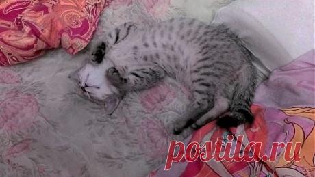 ...И если я - мордой вверх, то почему мои лапки смотрят вниз?! Это сколько же мы с Васьком валерьянки вылакали?!!!