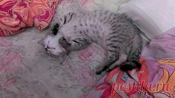 ...И если я - мордой вверх, то почему мои лапки смотрят вниз?! Это сколько же мы с Васьком валерьянки вылакали?!!!