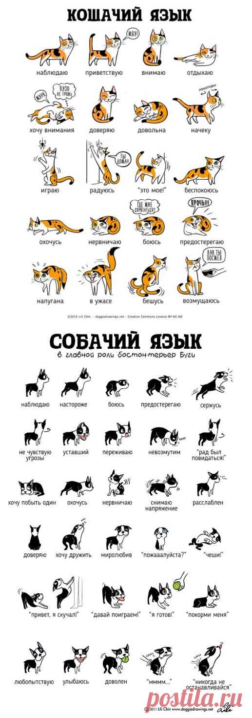 Кошачий и собачий языки