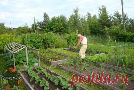 Полезные советы огороднику 

1.Если на огурцы нападет тля, не отчаивайтесь! Заварите крутым кипятком стакан золы, дайте пару часов отстояться, затем разведите в пяти литрах воды и опрыскайте растения. 

2. В частых поливах нуждаются, в первую очередь, те растения, у которых корешки небольшие, а листья вырастают крупные: капуста, редис, салат, кабачки, огурцы. 
Показать полностью…