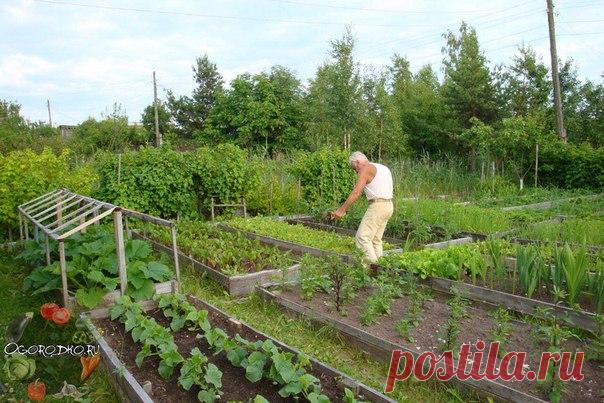 Полезные советы огороднику 

1.Если на огурцы нападет тля, не отчаивайтесь! Заварите крутым кипятком стакан золы, дайте пару часов отстояться, затем разведите в пяти литрах воды и опрыскайте растения. 

2. В частых поливах нуждаются, в первую очередь, те растения, у которых корешки небольшие, а листья вырастают крупные: капуста, редис, салат, кабачки, огурцы. 
Показать полностью…