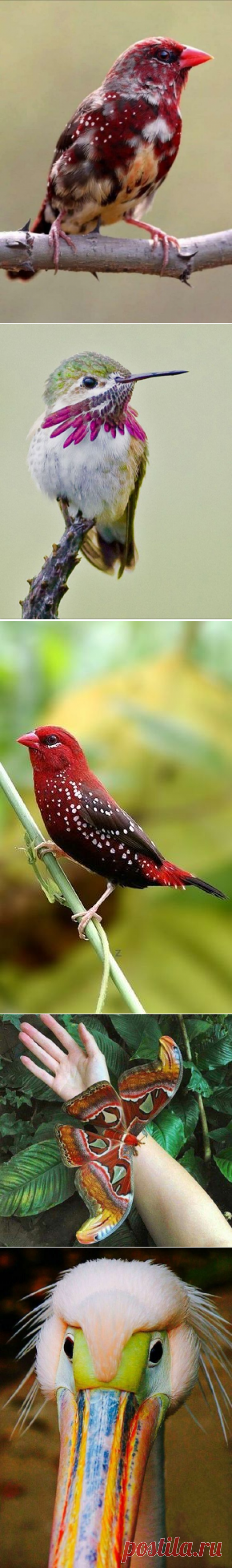 (409) Pinterest