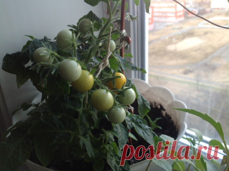 Работы по знакам зодиака
