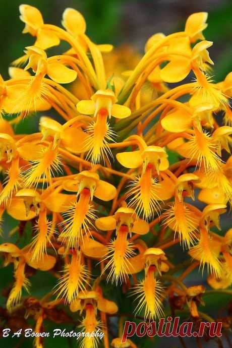˚Orange Fringed Orchids