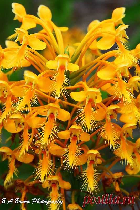 ˚Orange Fringed Orchids