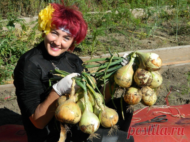 (88) Одноклассники