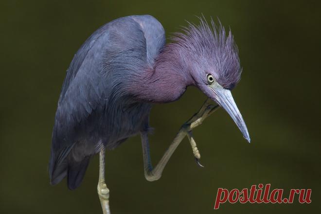 Little Blue Heron 7-30-2017-186 Explore Scott Alan McClurg's photos on Flickr. Scott Alan McClurg has uploaded 10540 photos to Flickr.