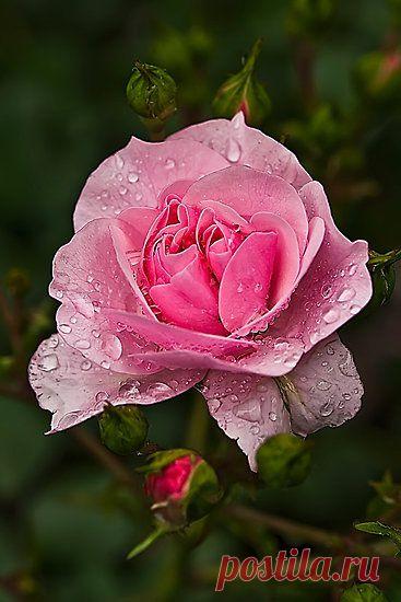 pink rose after the rain | The beauty of a rose.