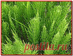 Хвощ полевой..