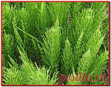 Хвощ полевой..