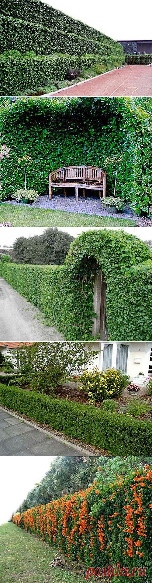 Живая изгородь на даче — растения « Дача своими руками