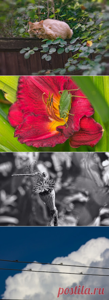 Фотопутешествия: Немного лета