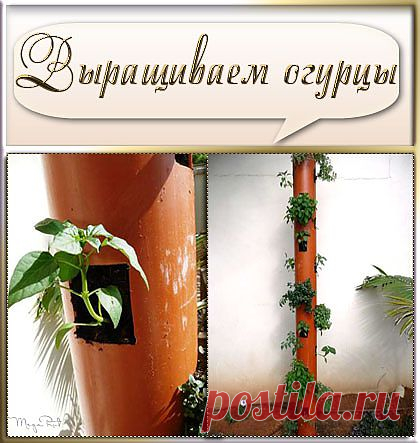 Как вам такой способ выращивания огурцов?.