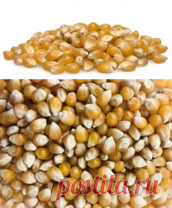 Кукуруза сушеная для попкорна купить в Москве | Шеф Орех