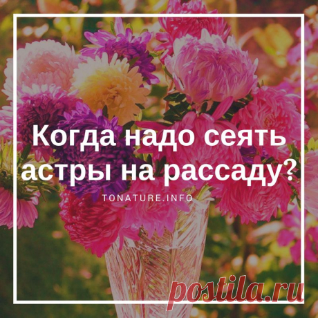 Когда надо сеять астры на рассаду? | выращивание, уход, размножение растений